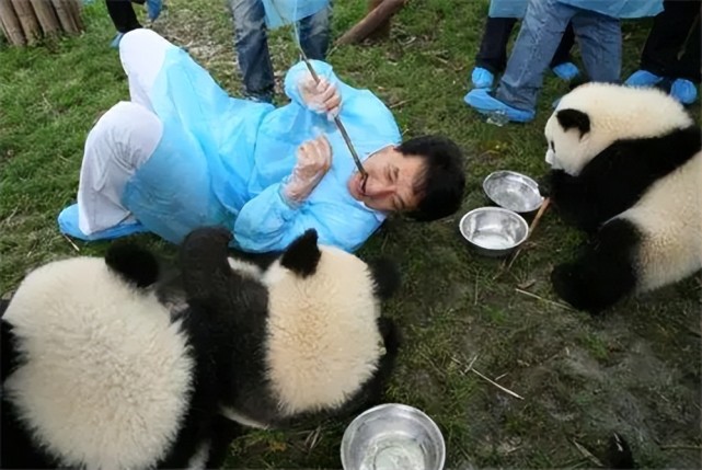 大熊貓在國外動物園的悲慘遭遇在德國喝酒猝死在日本採精而亡