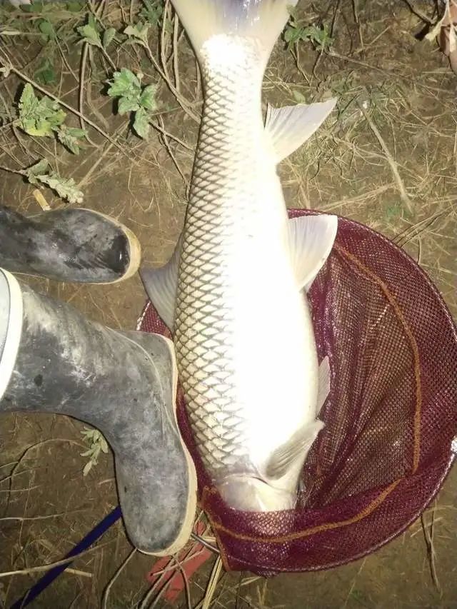 可釣魚種;這個配方可以釣草魚,鯉魚,鯿魚,泰鯪,麥鯪.