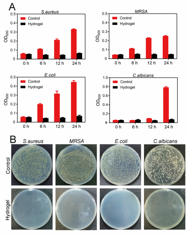 j-1-adp水凝胶对金黄色葡萄球菌,mrsa,大肠杆菌和白色念珠菌的增殖及