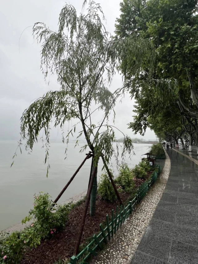 杭州西湖断桥旁的7棵柳树被月季取代？景区回应