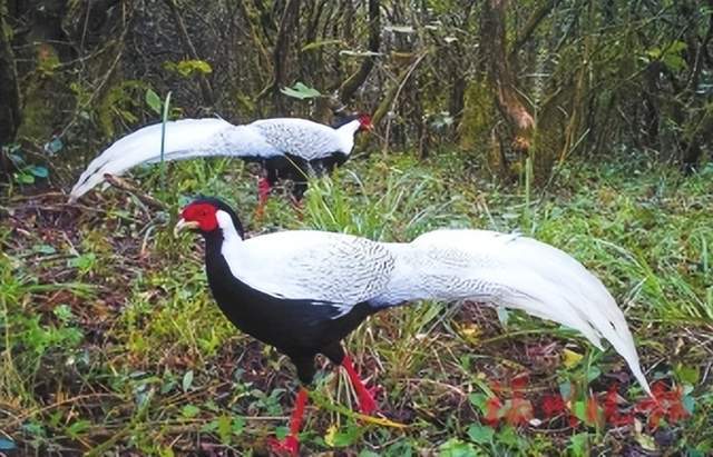 珍稀濒危动植物在福州生活得好不好