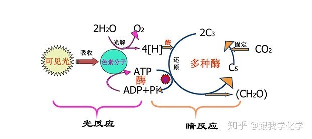 的一系列電子載體組成,電子傳遞鏈上各個載體按其氧化還原電位高低,成