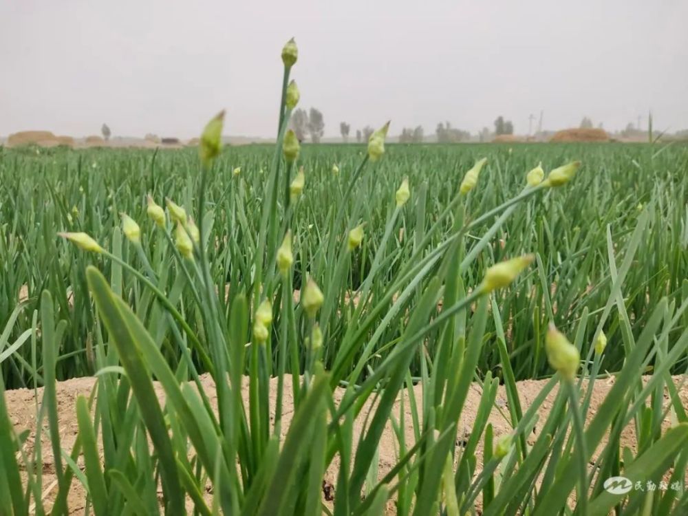 长势喜人的韭苔  汤建华 摄"我们官沟村共有500多亩韭黄,主要种植的