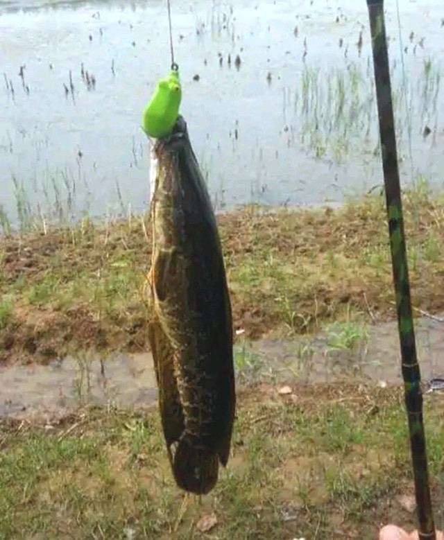 用手竿也能钓,垂钓效果不输路亚