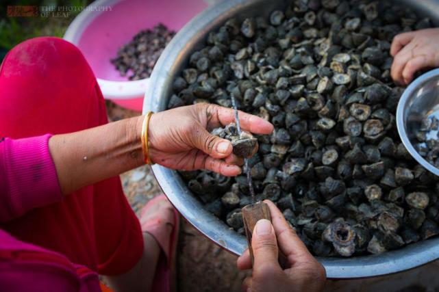 这另一种吃法就是将藤壶的肉一块块挑出来,象山人有专门的工具,往口子