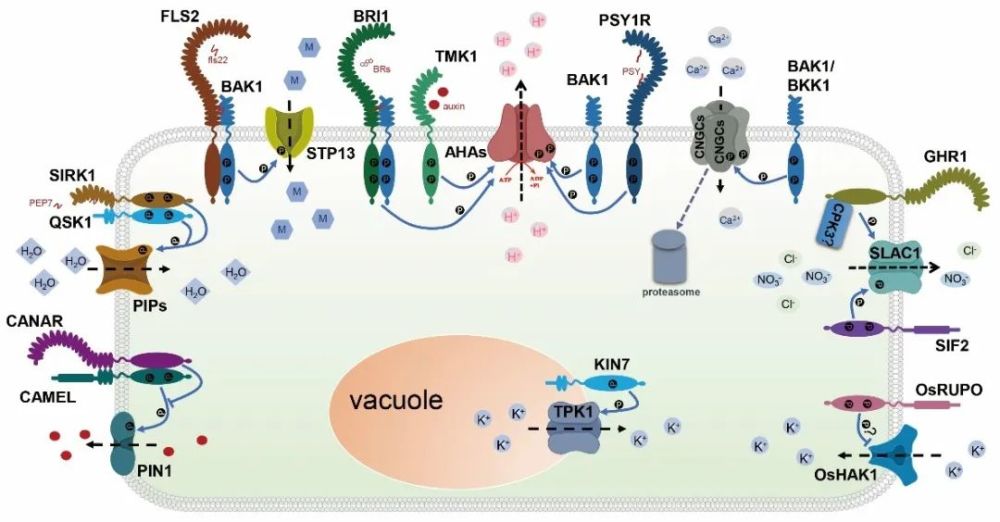 黎家课题组综述植物类受体激酶直接调控膜转运蛋白功能的最新研究进展