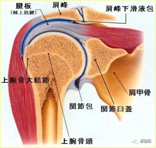 關節腔的滑膜層穿經纖維層膨出,形成肩胛下肌滑液囊及包裹肱二頭肌長