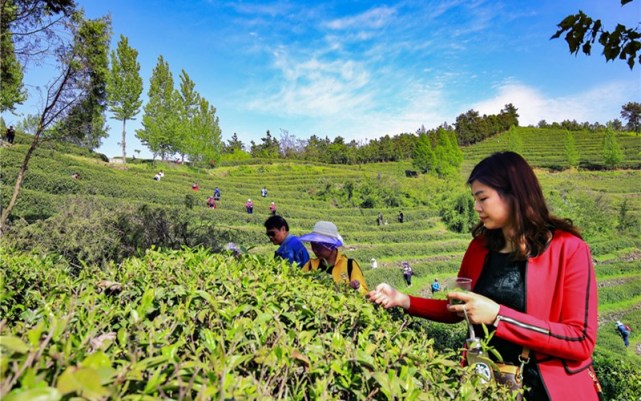 郧西茶叶图片