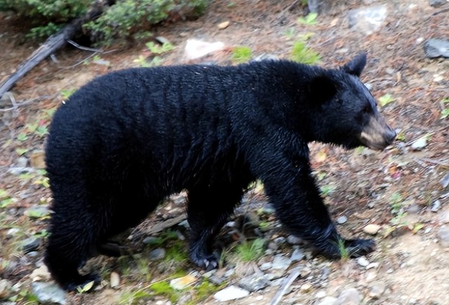 青海发现6头黑熊出没,上演现实版的"熊出没",爆发力强