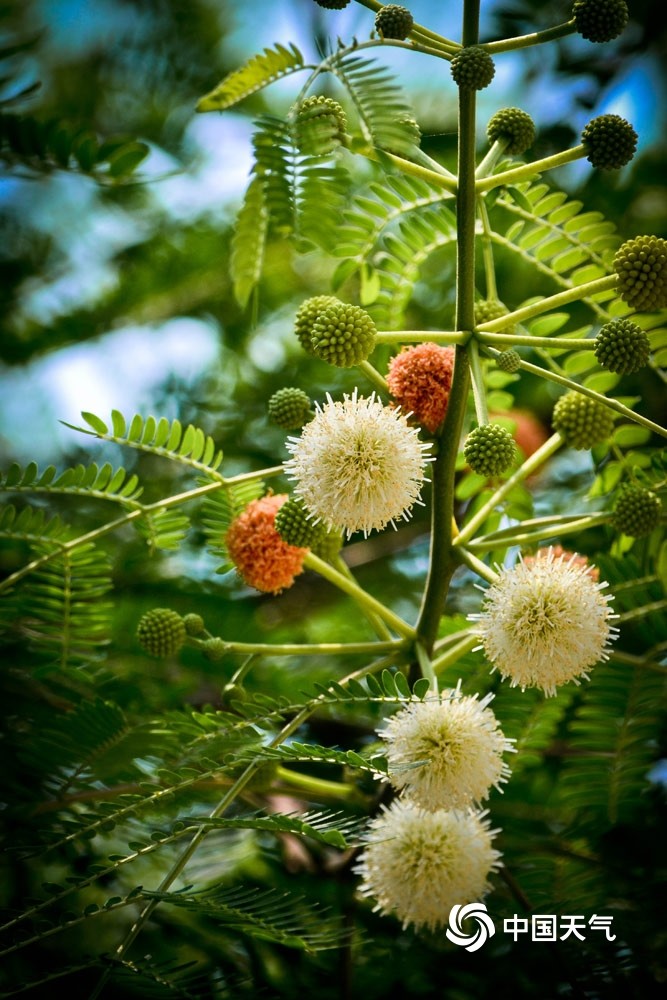 重庆银合欢盛开小小圆球可爱极了