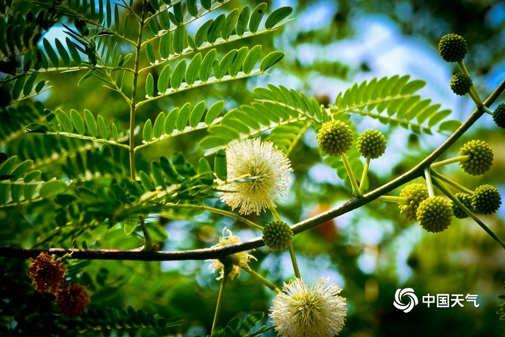 重庆银合欢盛开小小圆球可爱极了