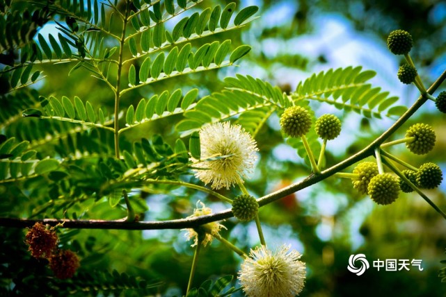 银合欢树图片(银合欢树的栽培)