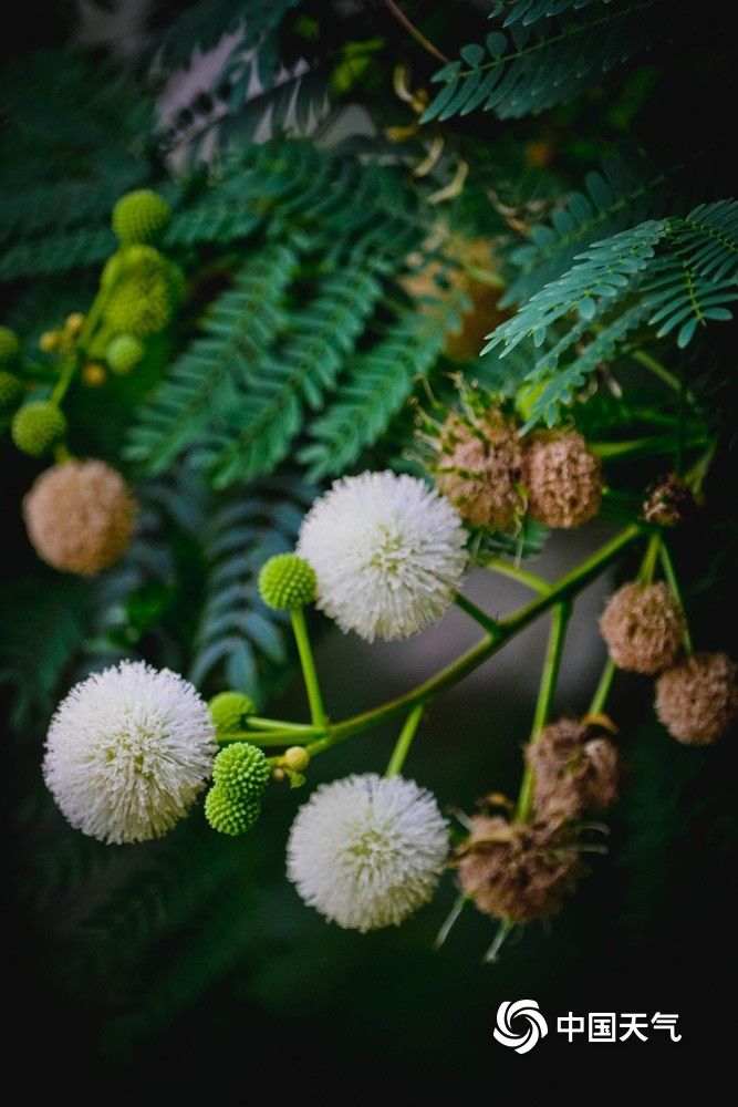 重庆银合欢盛开小小圆球可爱极了