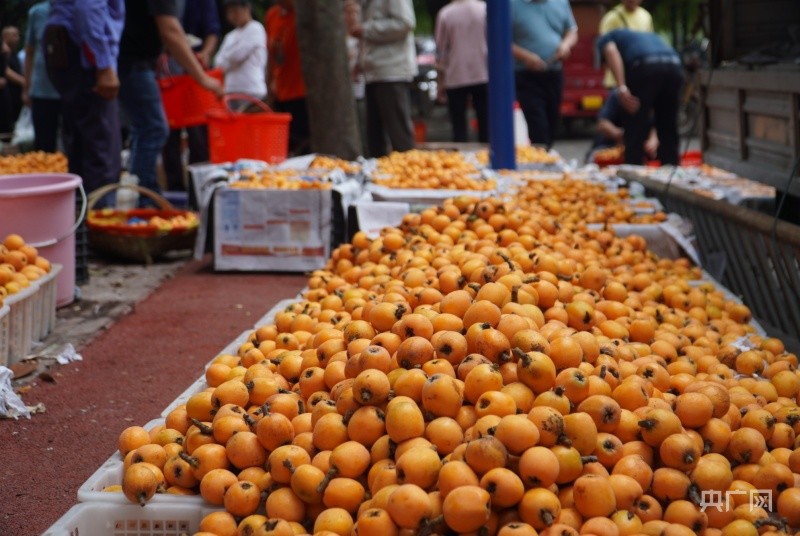 组图五月枇杷满树金四川仁寿县文宫枇杷迎来丰收好时节