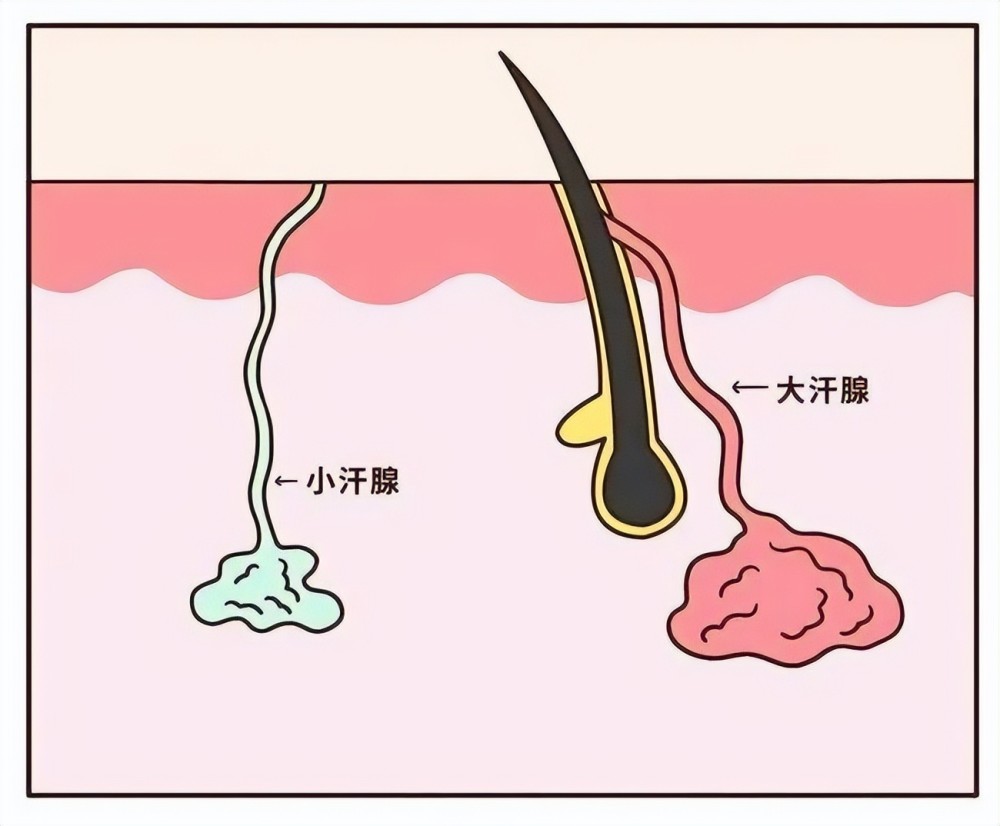 這就是為什麼有些人是汗腳的原因,因為他們的腳部汗腺偏多,在運動的