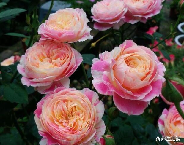 月季品种大全(日本月季品种大全)