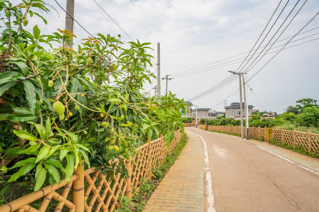 雷州市乌石镇那毛村图片