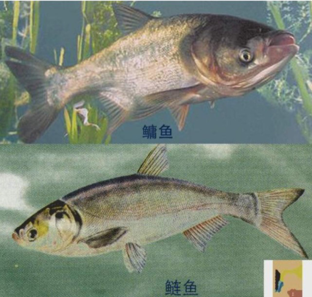 鲢鳙是两种鱼的统称,鲢我们俗称白鲢,鳙俗称花鲢,大头鱼,白鲢鱼栖息于