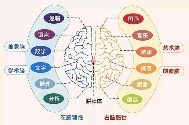 左腦進行管理右腦進行領導