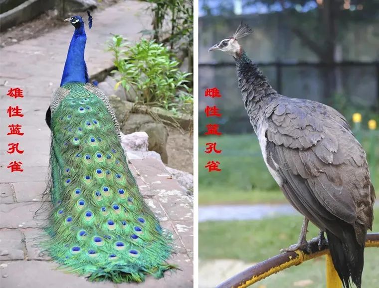 先来一组蓝孔雀与绿孔雀雌雄个体的对比图,你能说出它们都有哪些不同
