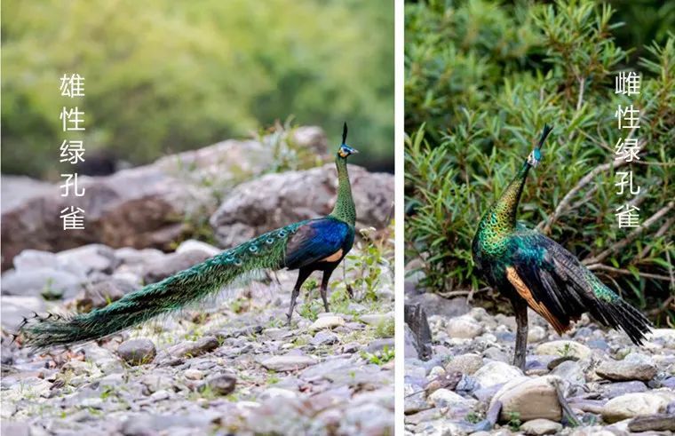 中国楚雄绿孔雀之乡绿孔雀与蓝孔雀究竟有何不同别再傻傻分不清