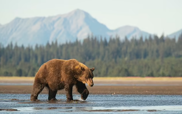 目前,美国陆军刑事调查部门的工作人员正与阿拉斯加野生动物骑警