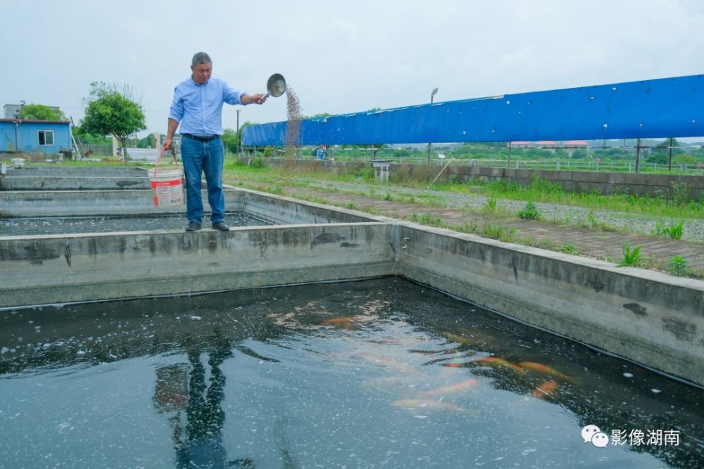 此後,魏鋅又在塘內圈養甲魚,在春夏之交種植水稻,形成稻蝦魚共養體系