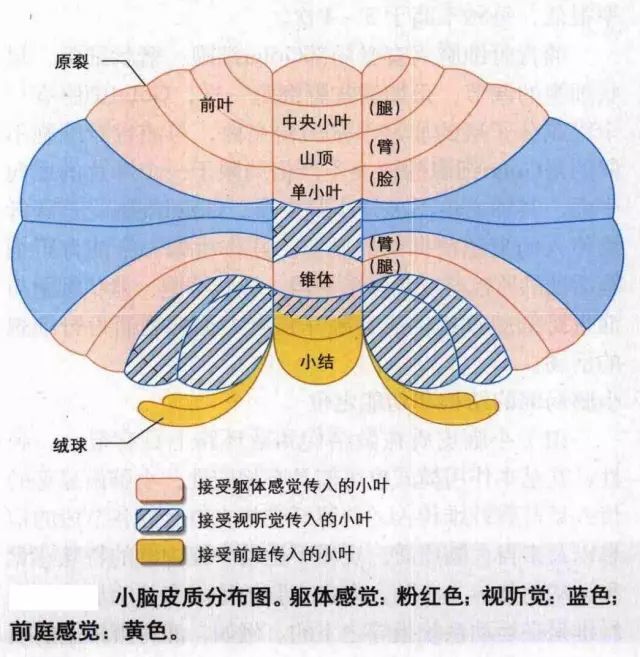 小腦皮質(cerebellar cortex)為位於小腦表面的灰質.