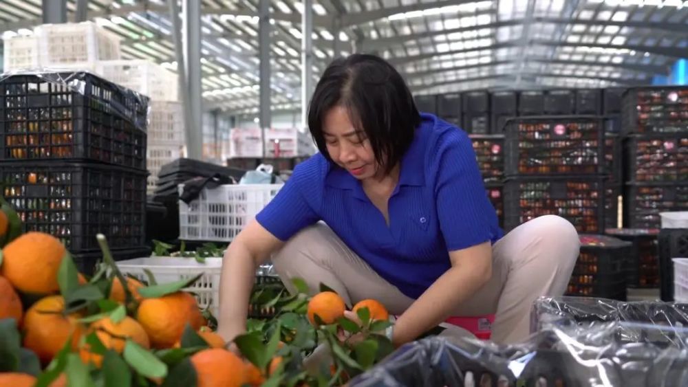 宾川冬梅蔬菜水果专业合作社负责人张冬梅的前半生,取得的成绩已经