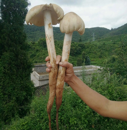 同時雞樅菌在生長過程中,又需要從白蟻巢菌圃及周圍環境獲得營養源