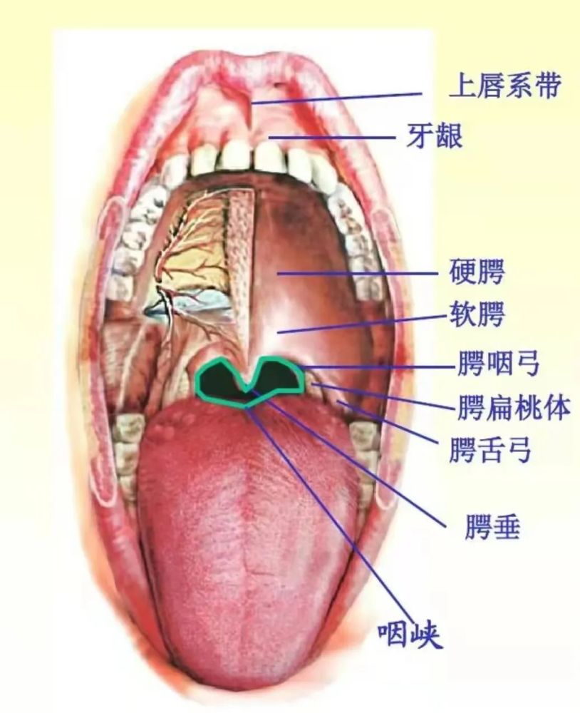 而更靠外的位置诸如舌腭弓,软腭,硬腭,舌根,口腔黏膜甚至颊粘膜(即颊