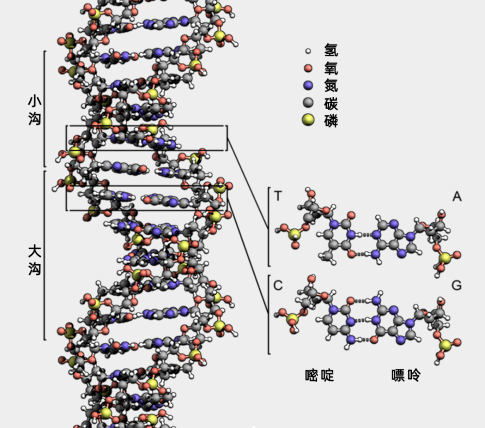 DNA分子构成图图片