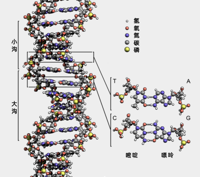 DNA中的量子效应_腾讯新闻