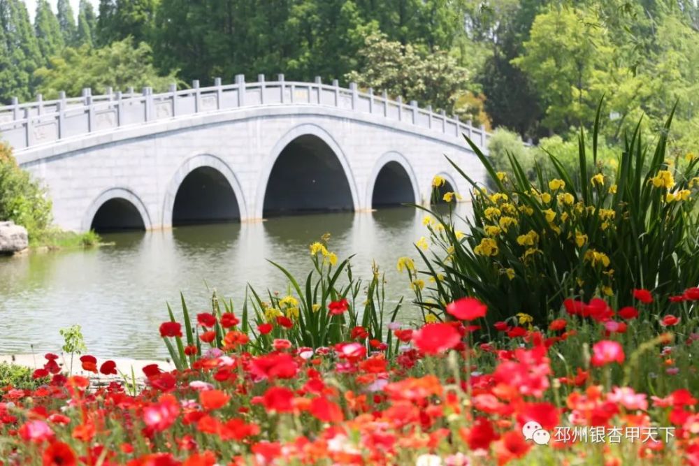 隆丰湖公园在隆丰湖公园,70多亩不同品种的菊花次第开放,有金色的金鸡