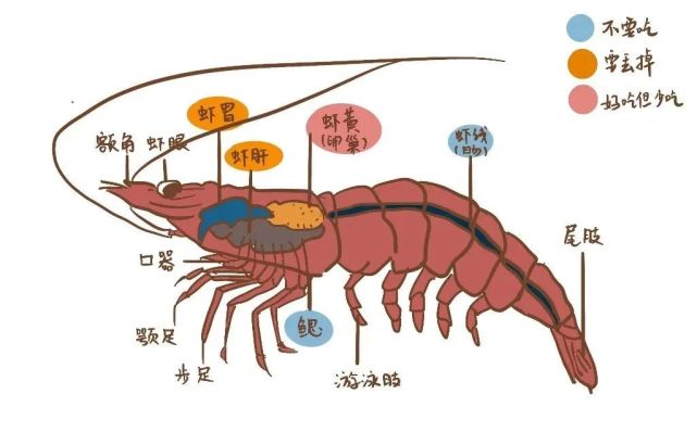 对于小龙虾的结构,很多小伙伴可能不太了解建议别吃.