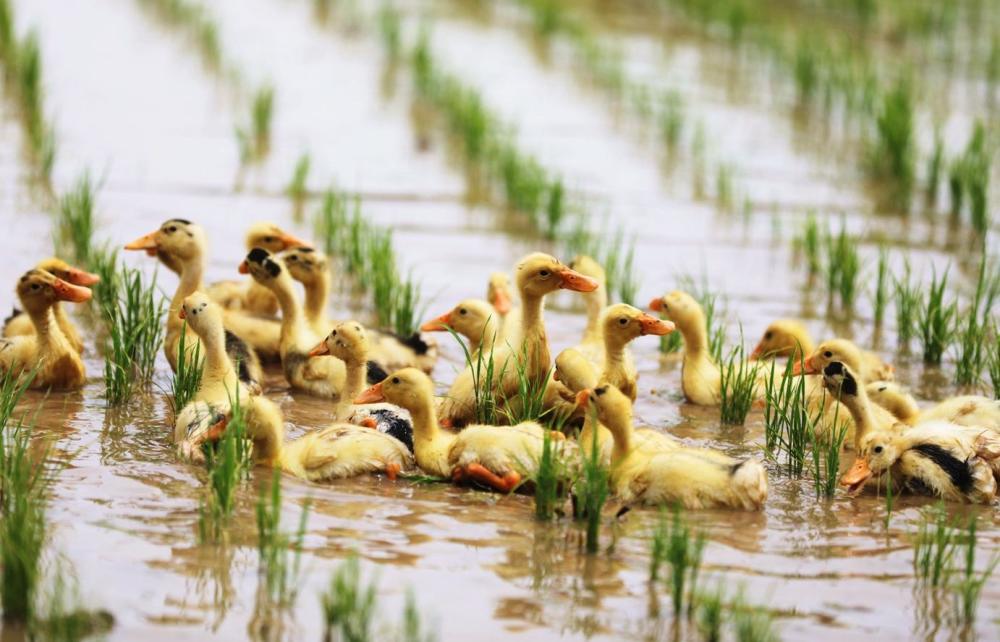 稻护(鱼),鸭(鱼)养稻的生态循环系统让鸭鱼稻共生,更为稻田增添了勃勃