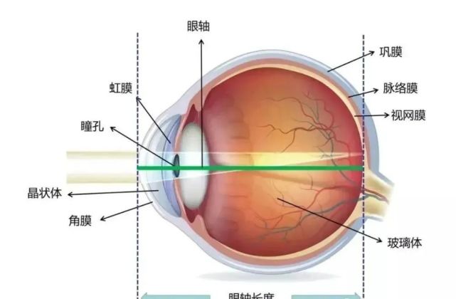 眼球包括眼球壁,眼内腔和内容物,神经,血管等组织.