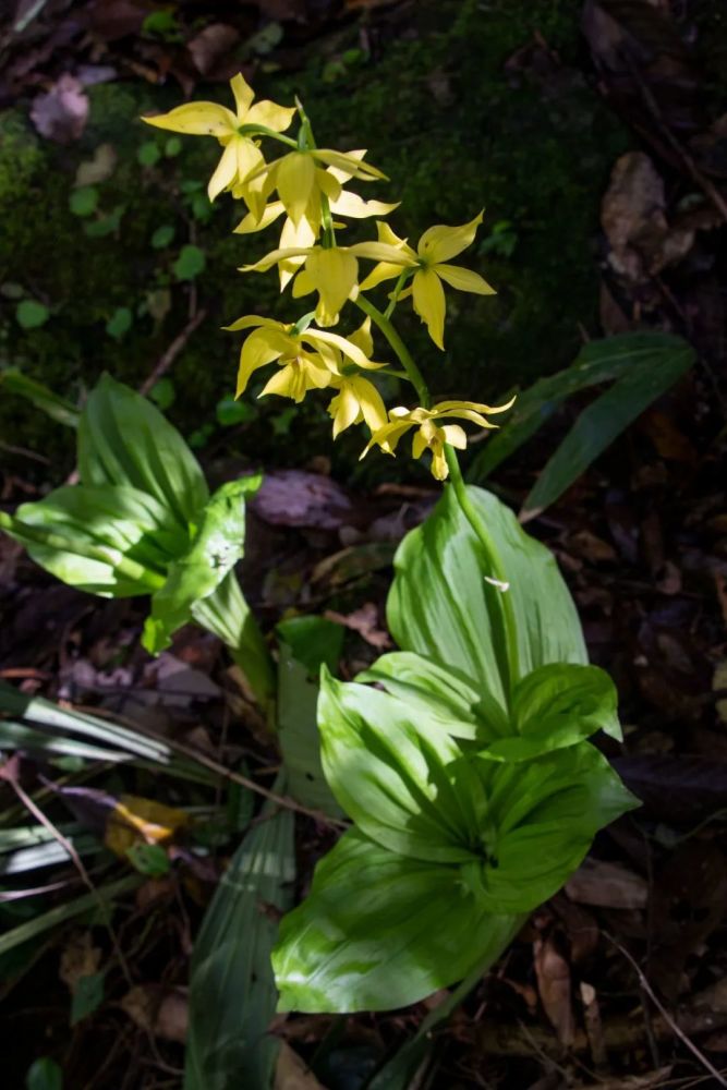 植物界"金丝猴"—大黄花虾脊兰|国宝知多少_腾讯新闻