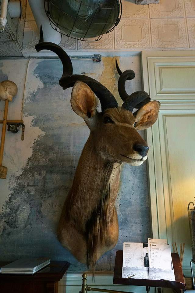 成都探店：奇幻复古咖啡馆，MONDOLI_腾讯新闻