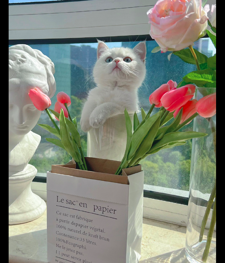 网友买了花瓶要装花 没想到猫咪却钻了进去 变成了一瓶猫 腾讯新闻