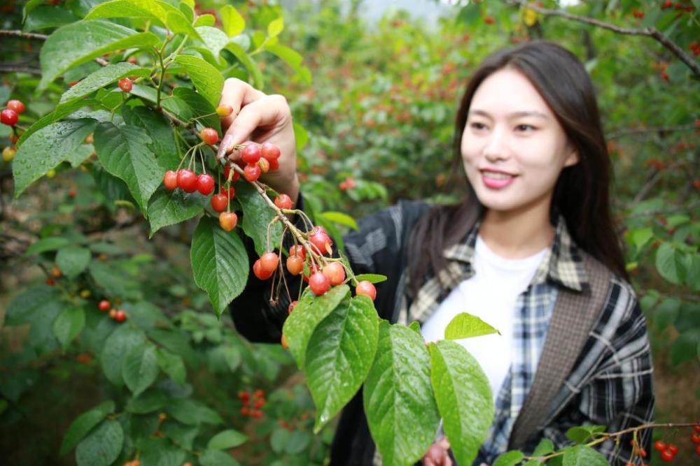 甜度加倍城阳山色峪4000亩红樱桃迎丰收进山游玩采摘正当时