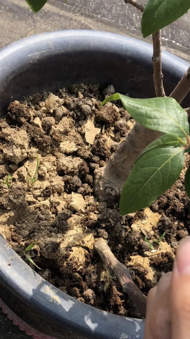 養花土變成硬疙瘩往土裡放點小料疏鬆透氣養分足啥花都爆盆