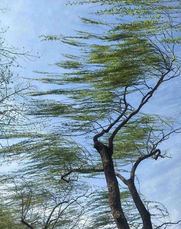 刮风的图片 风景图片