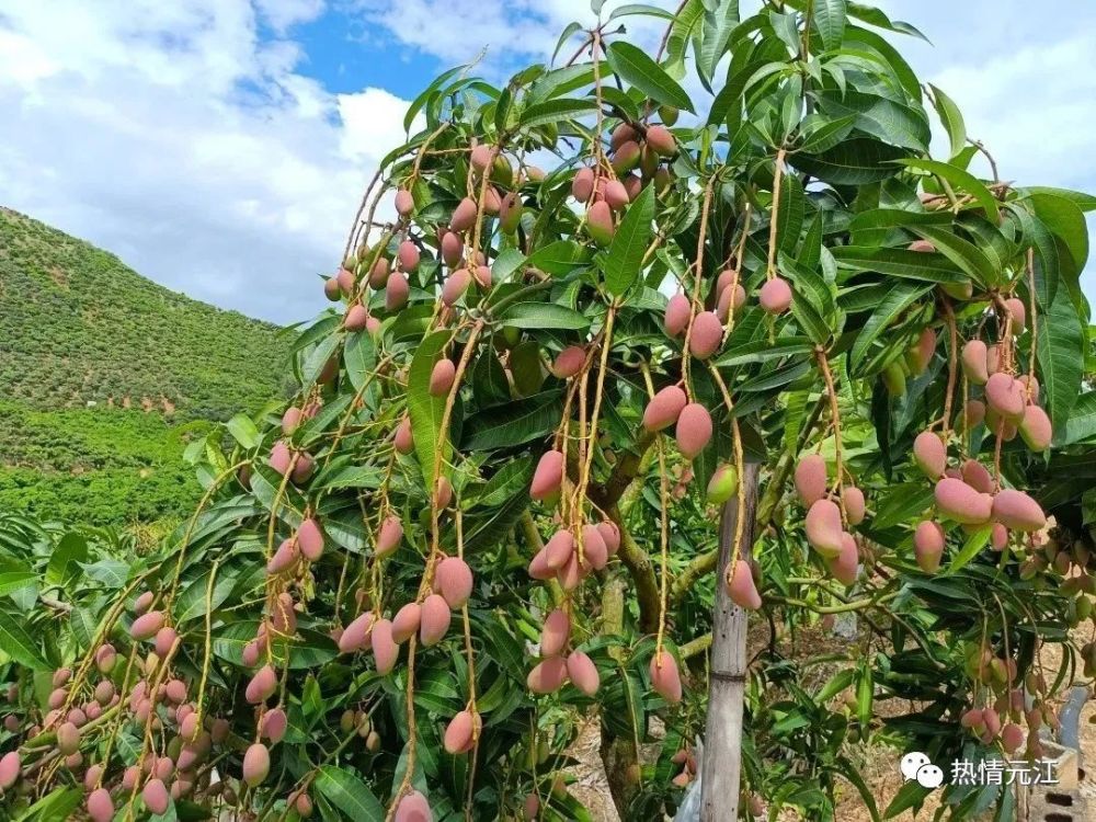 为了元江这块响当当的招牌!这份倡议请遵守_腾讯新闻