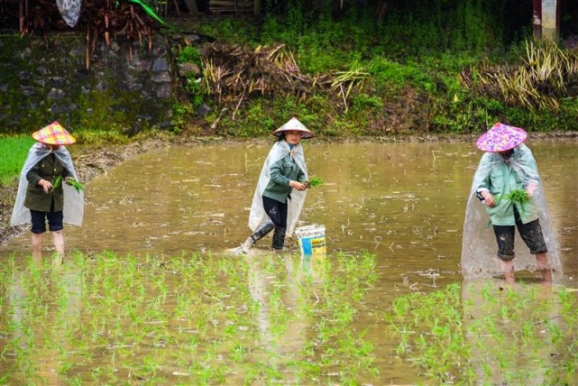 江西遂川:抢抓农时插秧忙