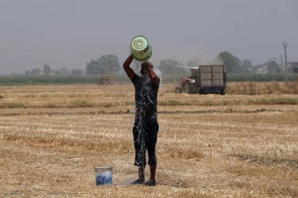 印度禁止小麦出口，立即生效，全球粮价飙涨又被“火上浇油”？