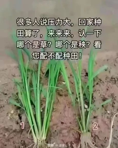 有些人嘴上说着要回家种田但其实连怎么除杂草都不懂