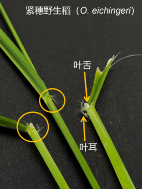 有些人嘴上说着要回家种田,但其实连怎么除杂草都不懂_腾讯新闻