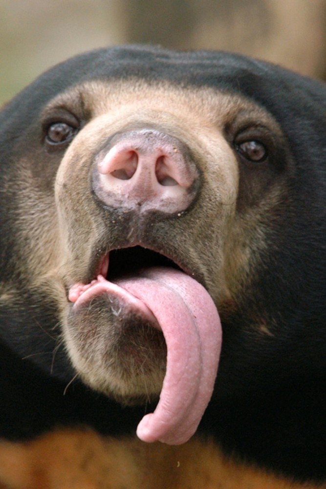 和锋利的牙齿之外,黑熊还有一个"武器"令人闻风丧胆,那就是它们的舌头