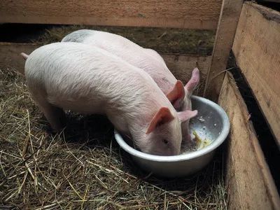 一頭豬平均要浪費1015的飼料你知道嗎